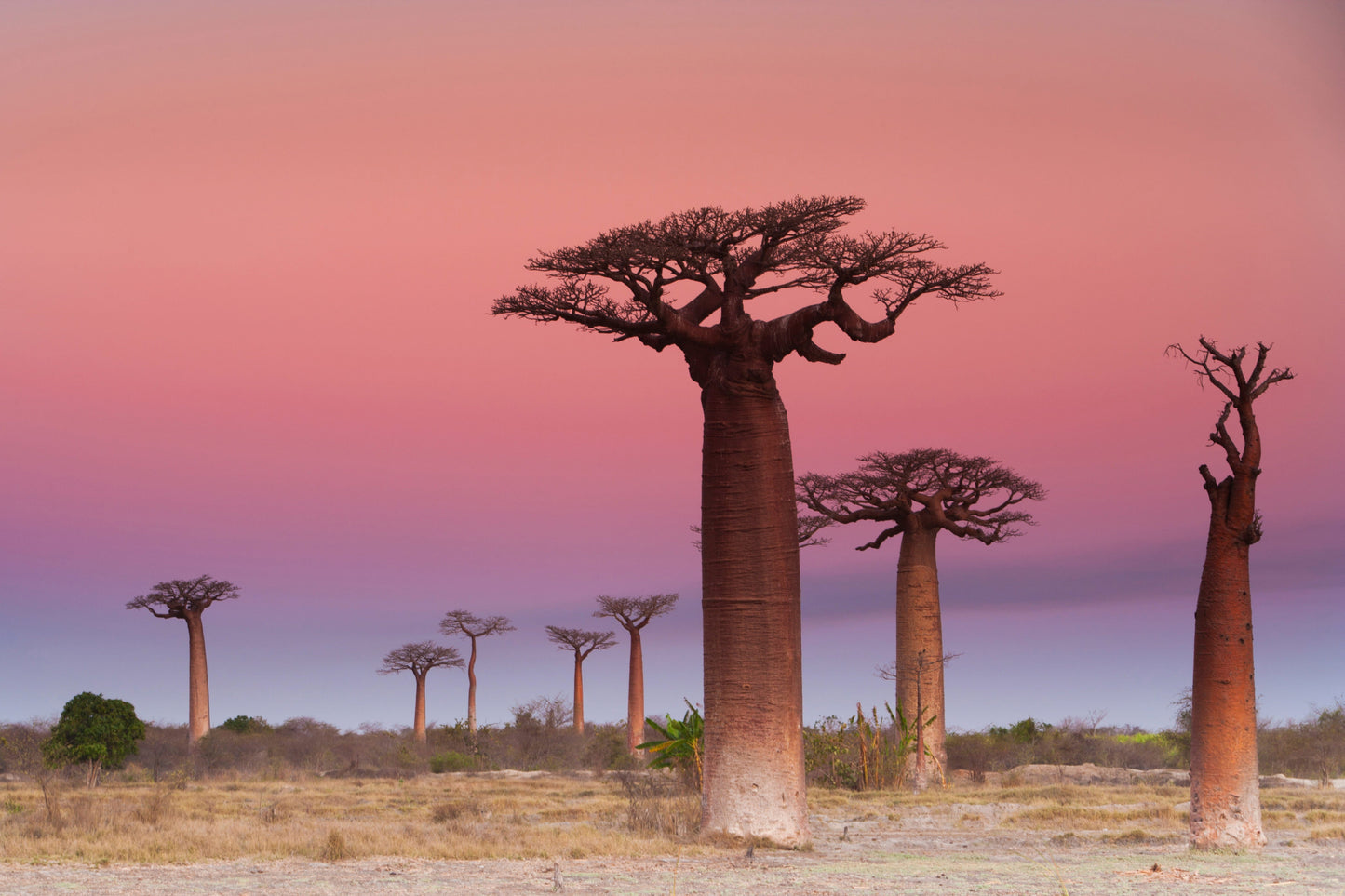 Baobab: Inhaltsstoffe & Eigenschaften der Frucht vom Affenbrotbaum