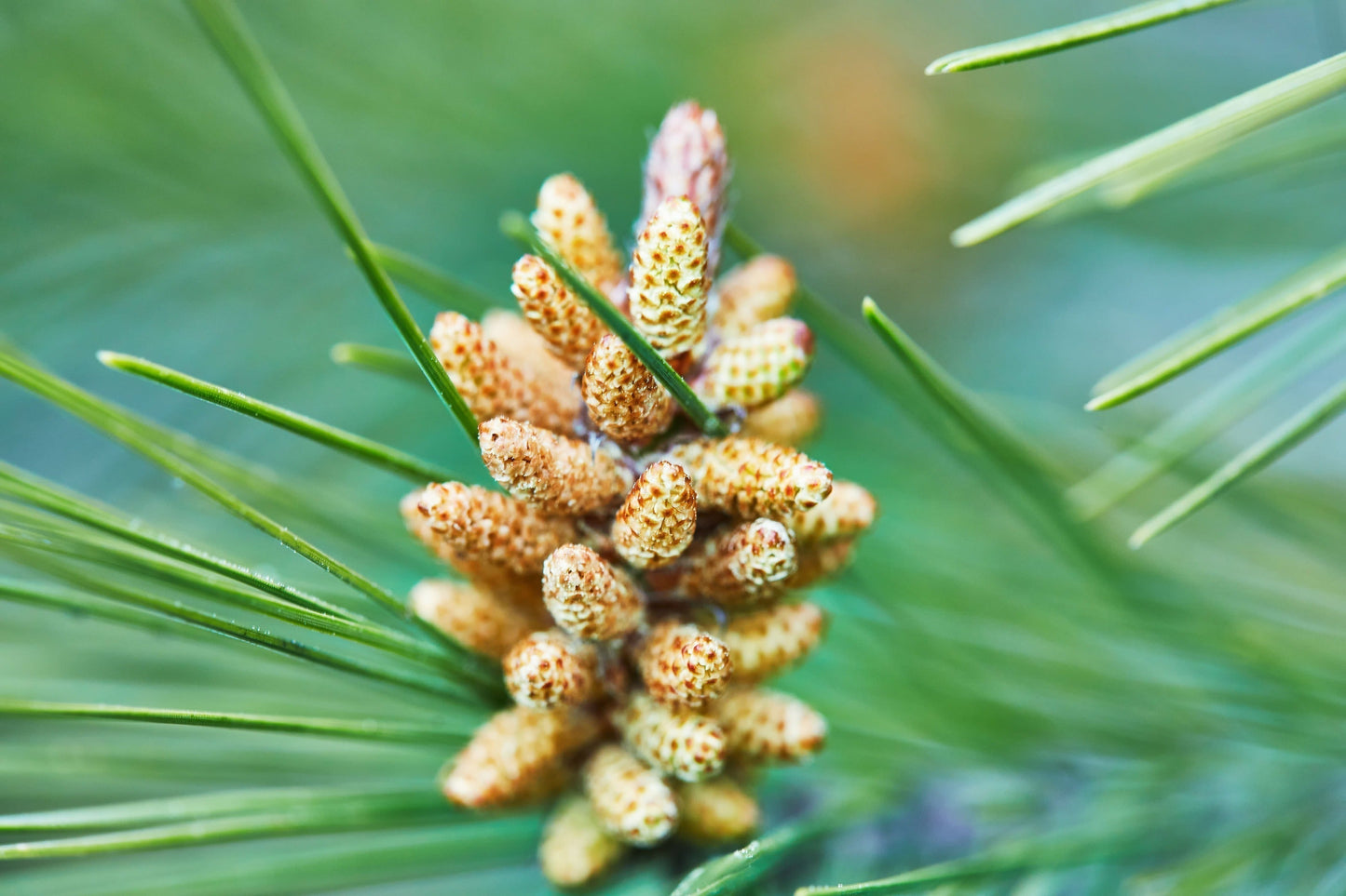Natürliches Testosteron: Ursachen für niedrige Werte & die Wirkung von Pinienpollen